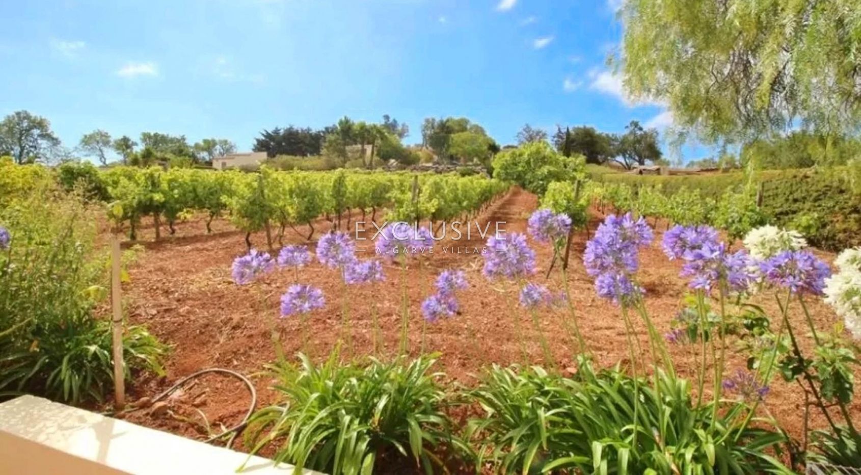 Vineyard by Praia da Luz, Lagos, Algarve