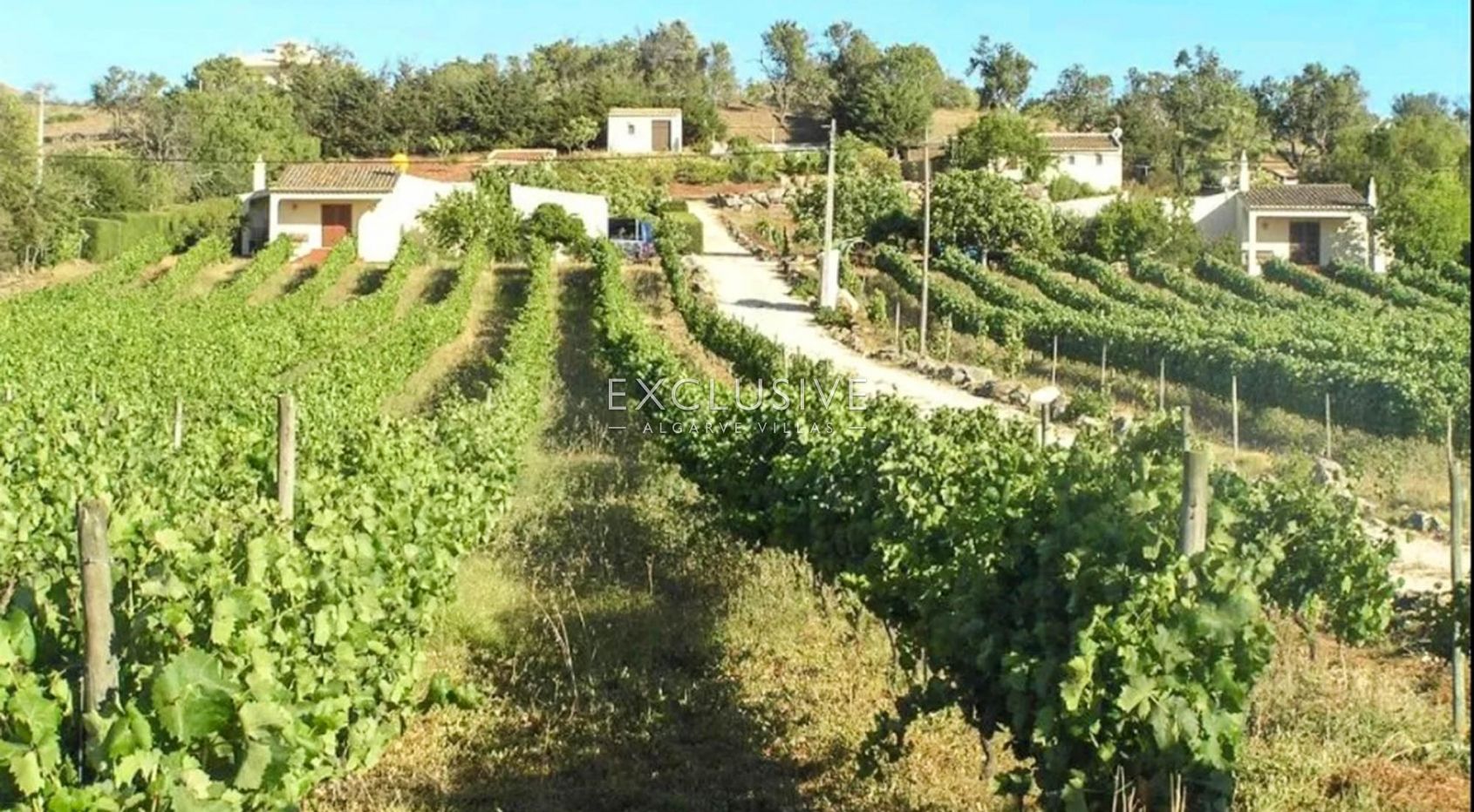 Vineyard by Praia da Luz, Lagos, Algarve