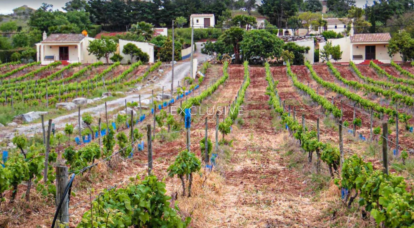 Vineyard by Praia da Luz, Lagos, Algarve