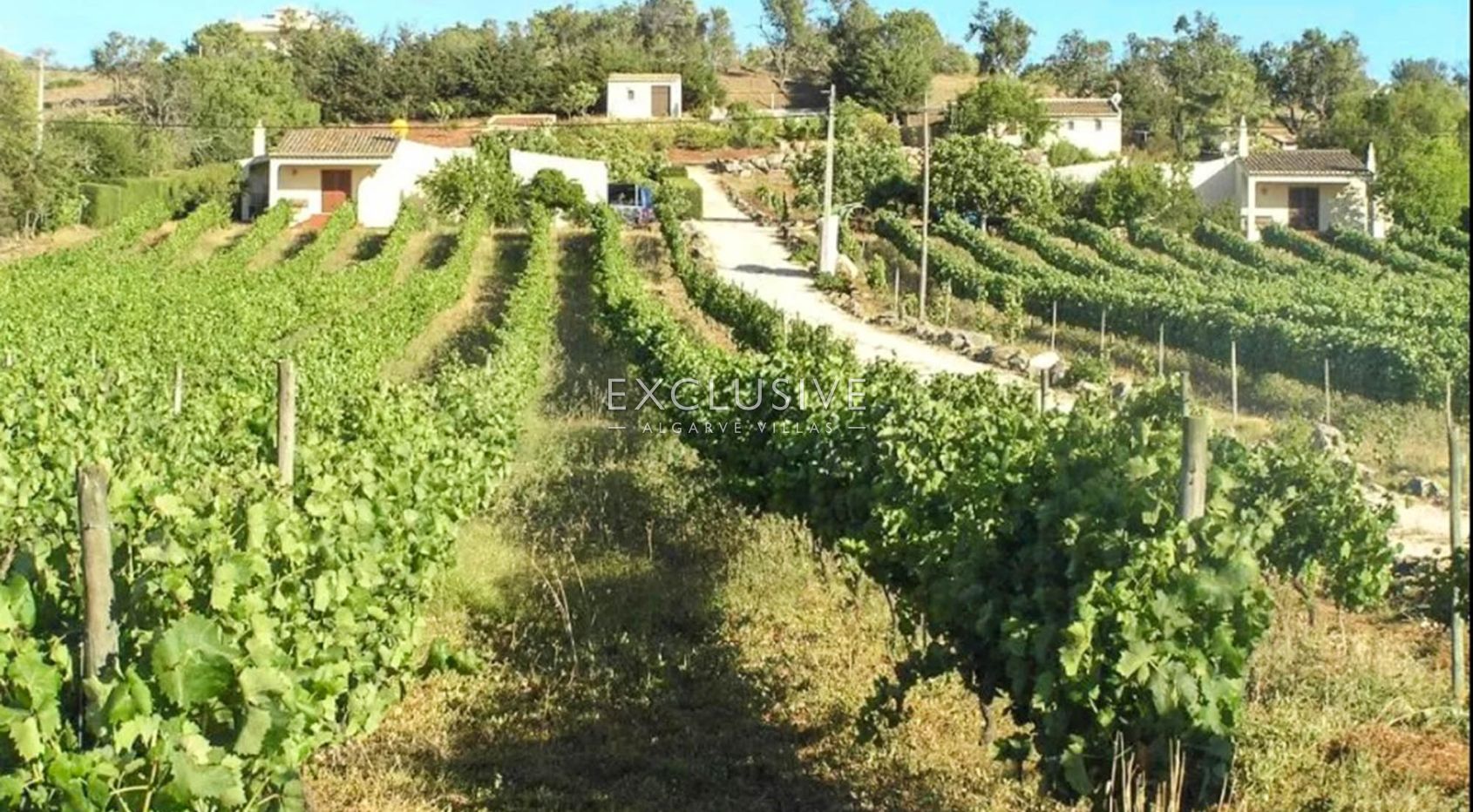 Vineyard by Praia da Luz, Lagos, Algarve