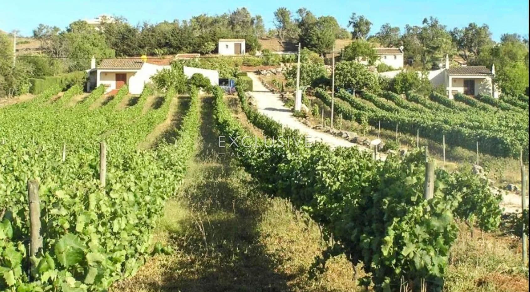 Weinberg bei Praia da Luz, Lagos, Algarve-1