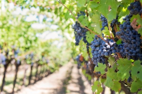 Algarve reaches Record Wine Production in 2024