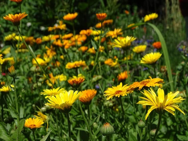 Blühende Ringelblumen im Frühling